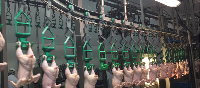 poultry-processing